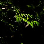 前の記事 - もうすぐ夏が来ますよ！